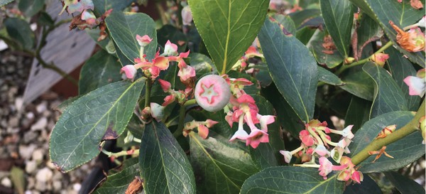 The two varieties in our DownHome Harvest™ Southern Living Edibles Collection are the sweetest picks for Southerners. Bless Your Heart™ and Takes the Cake™ are both rabbiteye selections developed by the University of Georgia horticulturists who know our soil, seasons and climate. They are prized for ideal size (4-5’ h x 3-4’ w), flavor, and productivity.