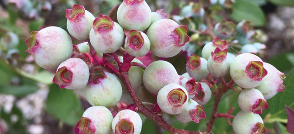 What’s a Rabbiteye?  Different from low-bush cultivars seen in Maine, or highbush varieties that perform well in Northern regions, rabbiteye blueberries are native in the Southeastern states and have been cultivated into cherished plants for the home gardener. Some say Vaccinium ashei gets its nickname from the pinkish look of the immature fruits, much like a rabbit’s eye.
