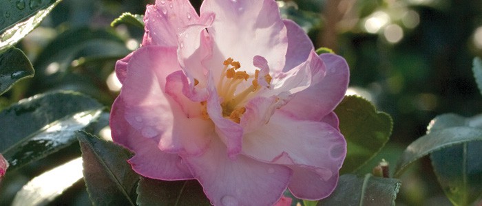 Must Have Plants for Fall photographs