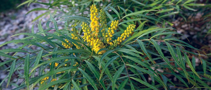 Must Have Plants for Fall photographs