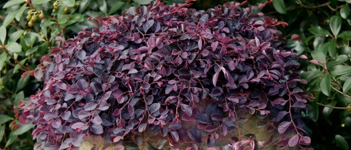 Must Have Plants for Fall photographs