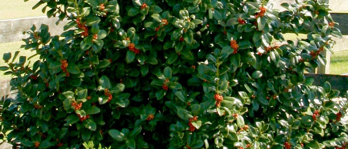 Must Have Plants for Fall photographs