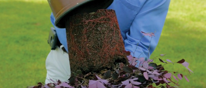 Properly Planting Purple Pixie® photographs