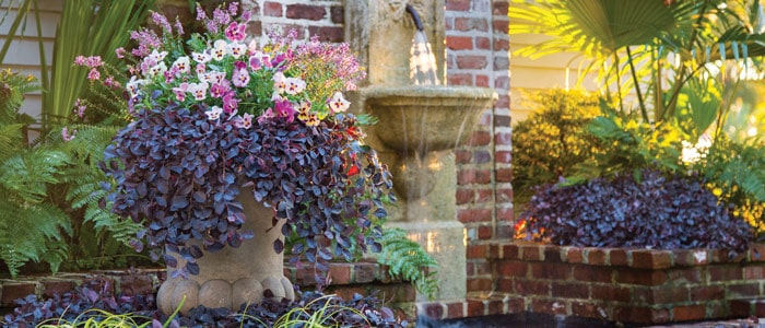 Properly Planting Purple Pixie® photographs