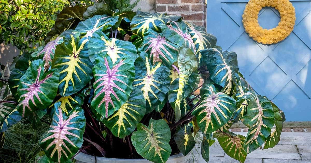 Royal Hawaiian® Waikiki Colocasia