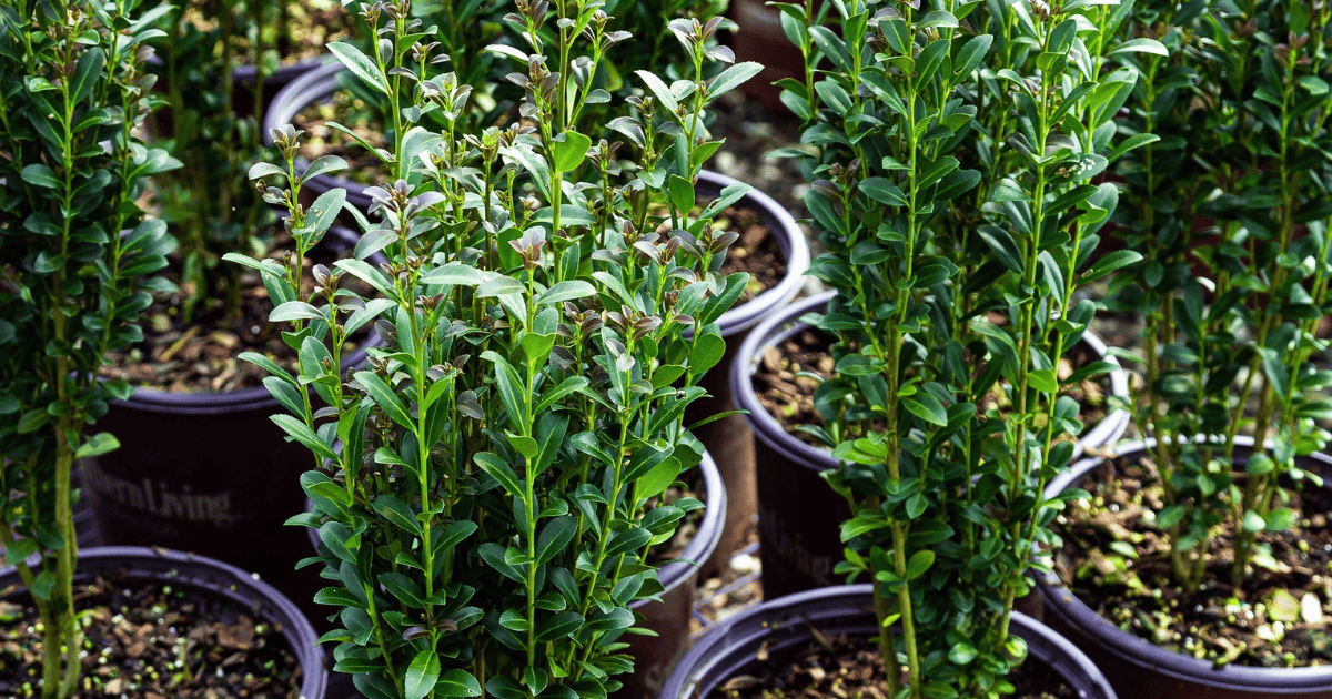 A group of Red Sky Ilex in pots in a garden.