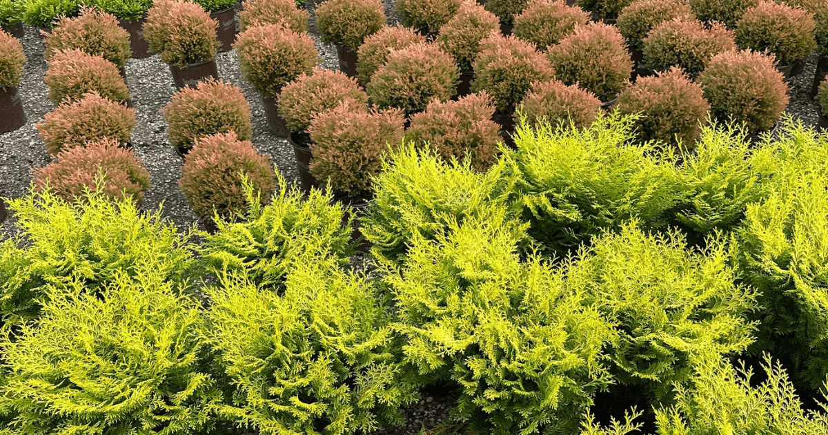 Set out plants to plan beds