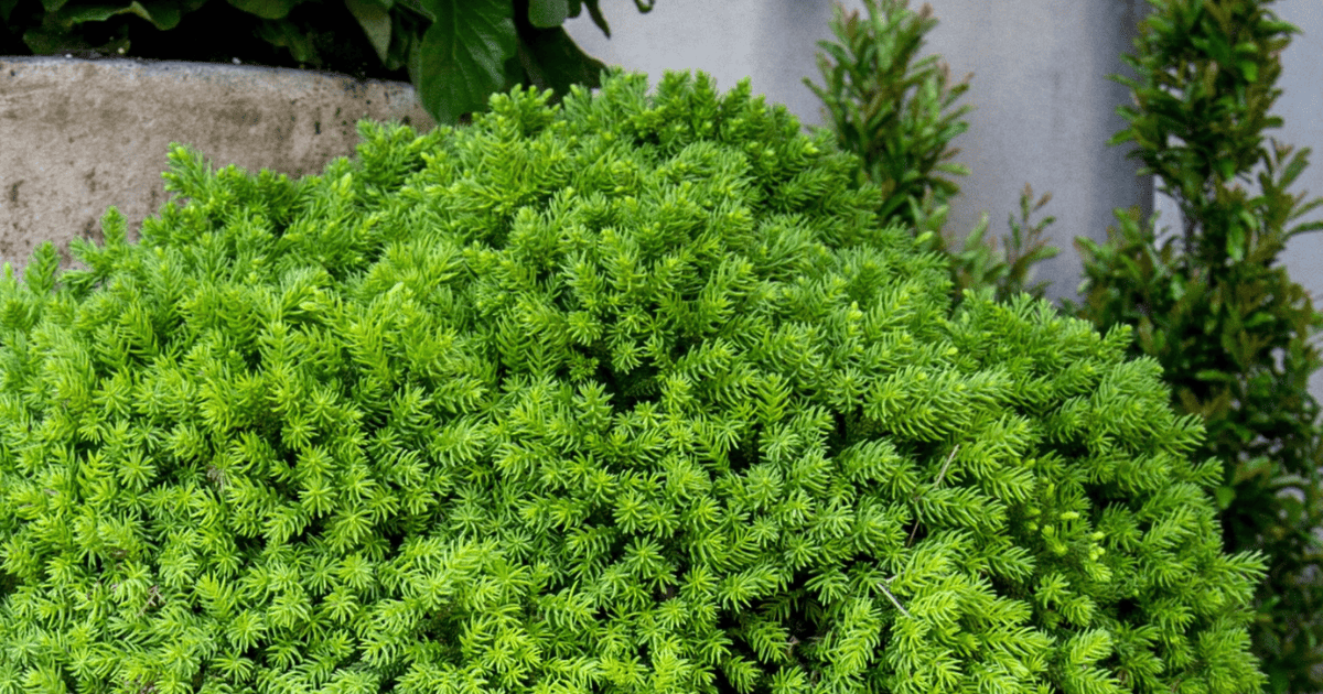 Dragon Prince™ Cryptomeria close up