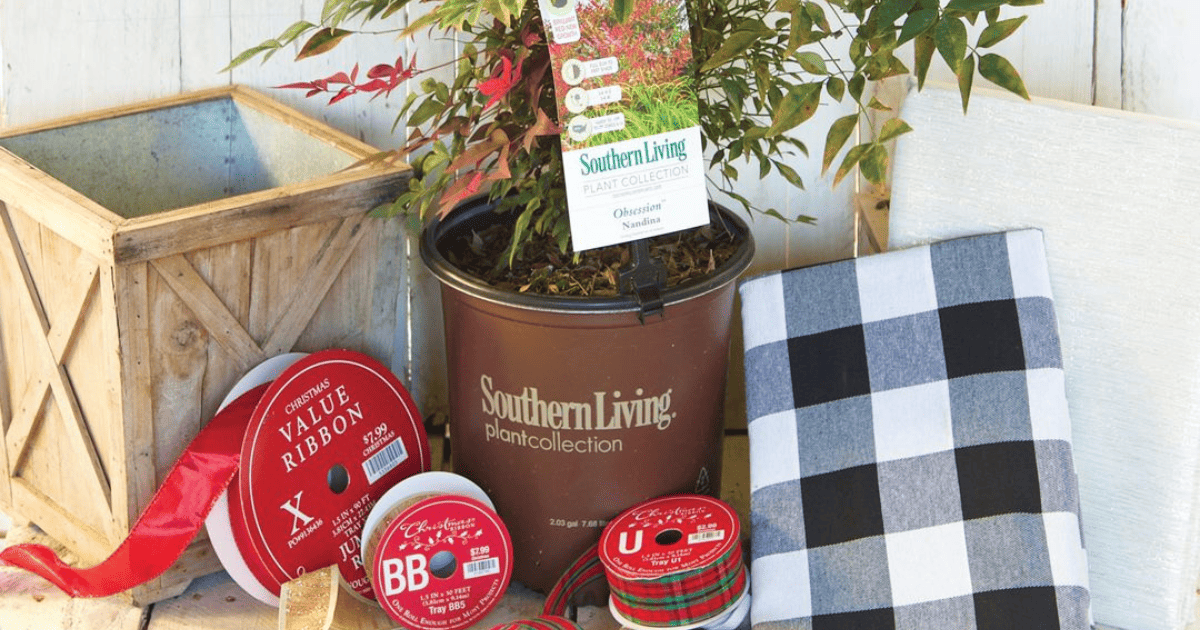 Ribbon and gift wrap to wrap a plant