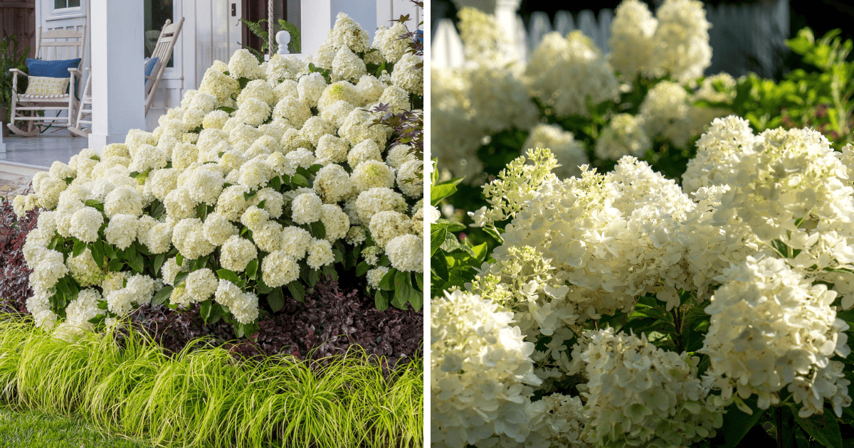 White Wedding® and Moon Dance® Hydrangeas