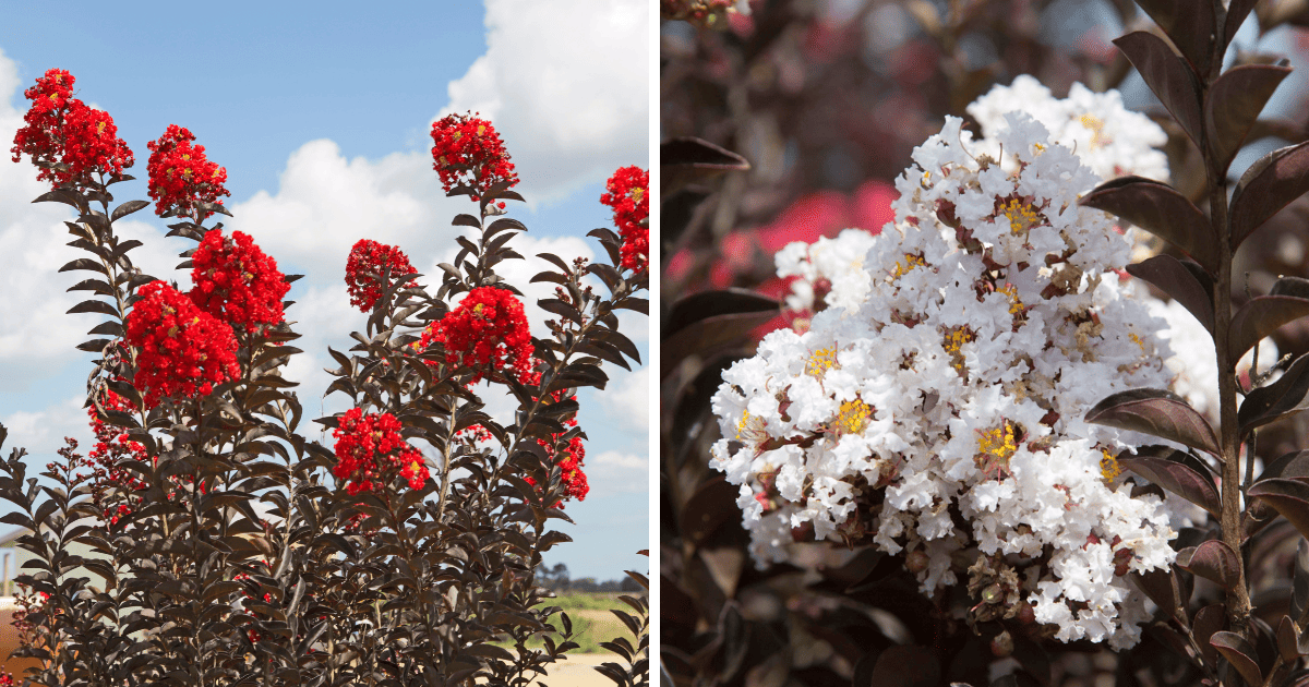 Delta Flame and Delta Moonlight Crapemyrtle