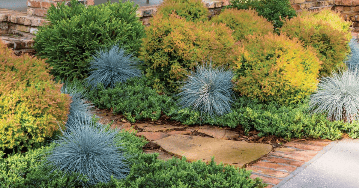 Colorful Fall garden