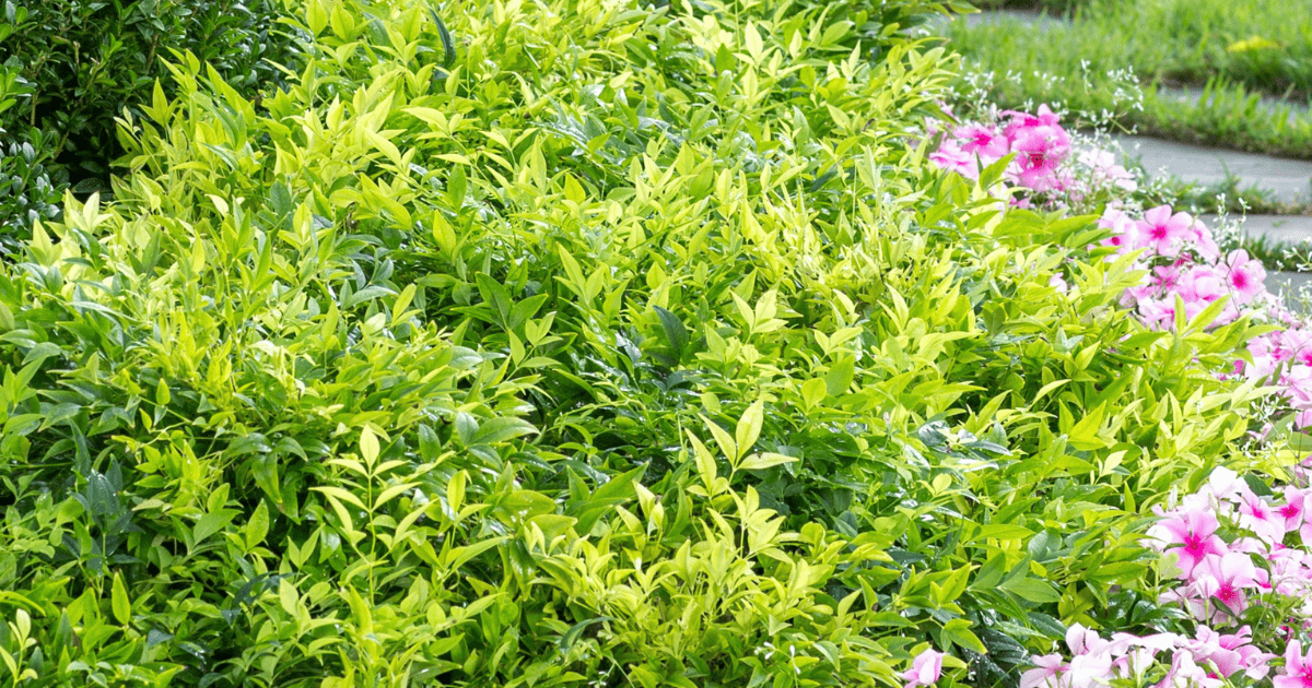 Lemon Lime Nandina with chartreuse foliage.