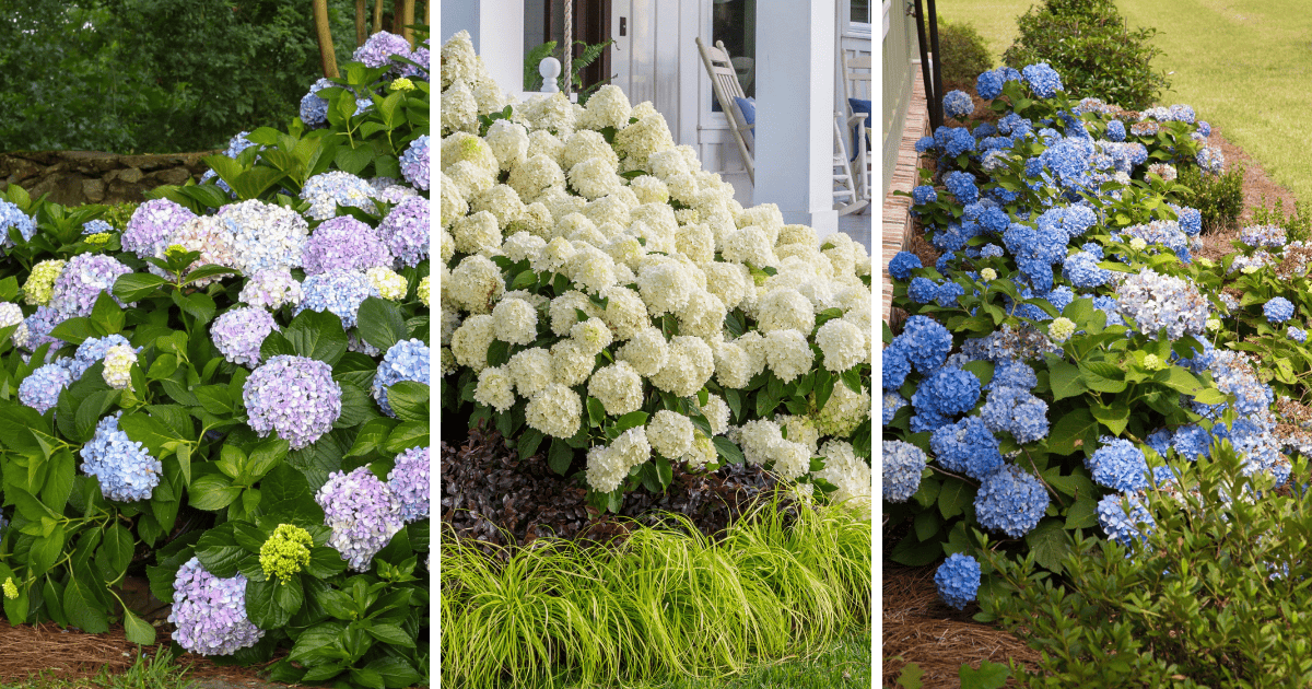 Big Daddy, White Wedding, and Dear Dolores Hydrangeas