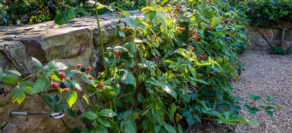 Southern Living Thornless Blueberries!