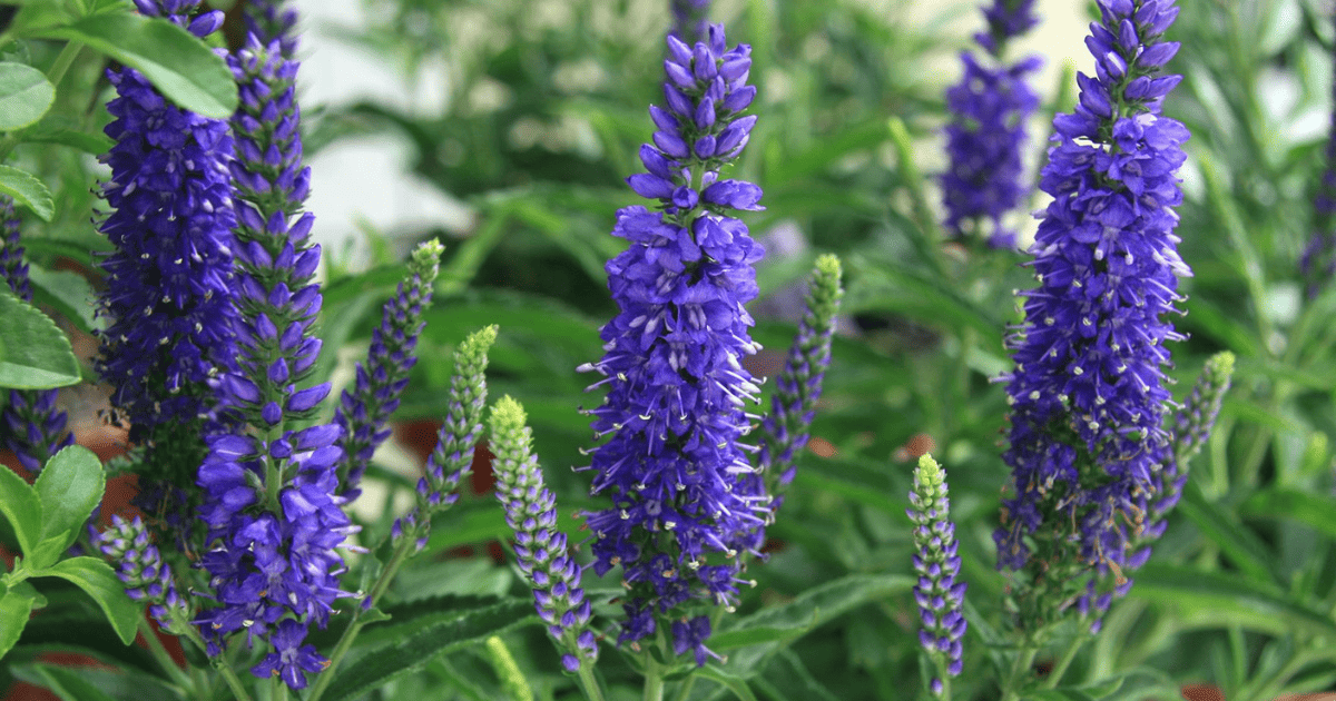 Dark Blue Moody Blues Veronica