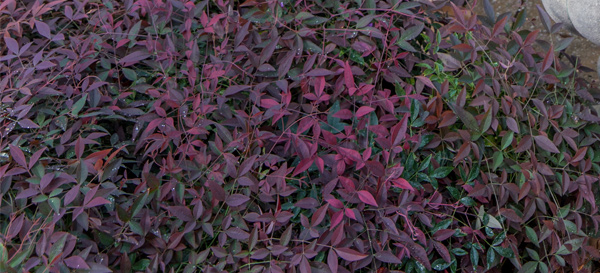 140613 CrepeMyrtles087 Flirt