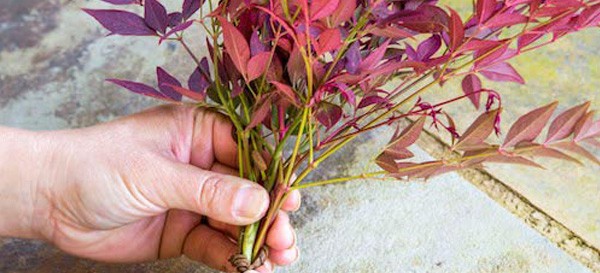 150429 PDSINandina03141 1