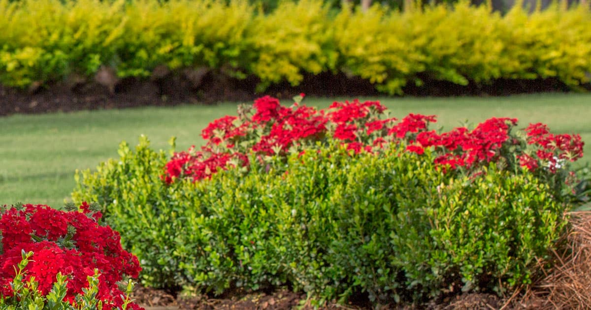 Baby Gem Boxwood & Red EnduraScape Verbena in a border & a border of Sunshine Ligustrum in the background