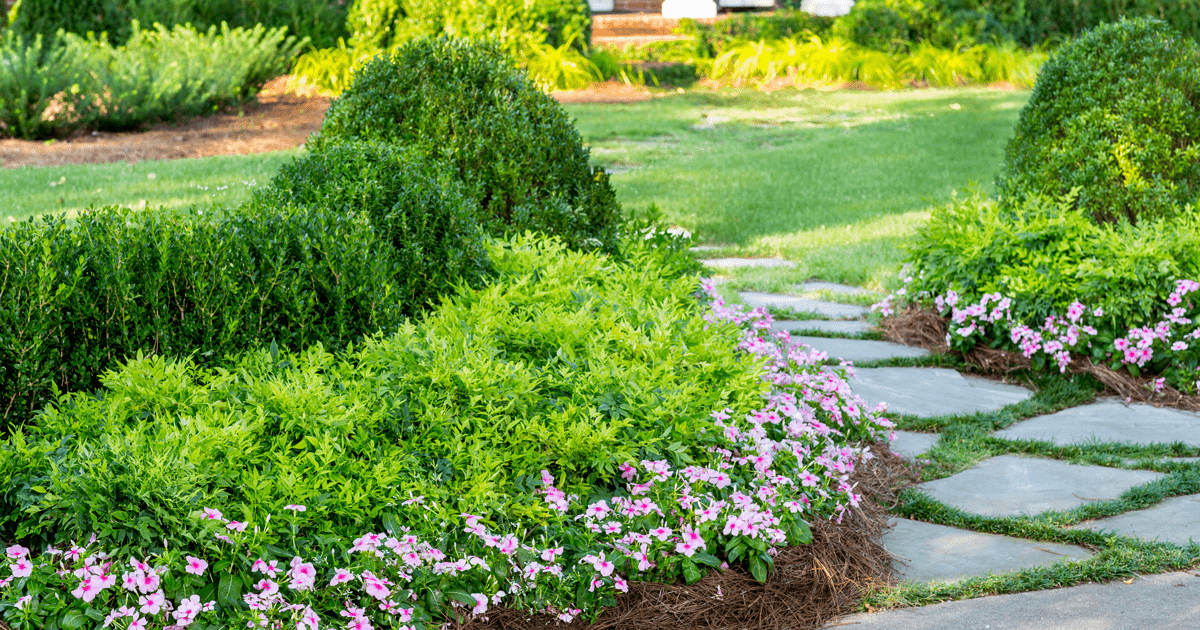 Foundation landscape planting of nandina and boxwood