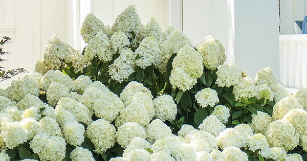 White Wedding and Moon Dance Hydrangea white flower heads in bloom