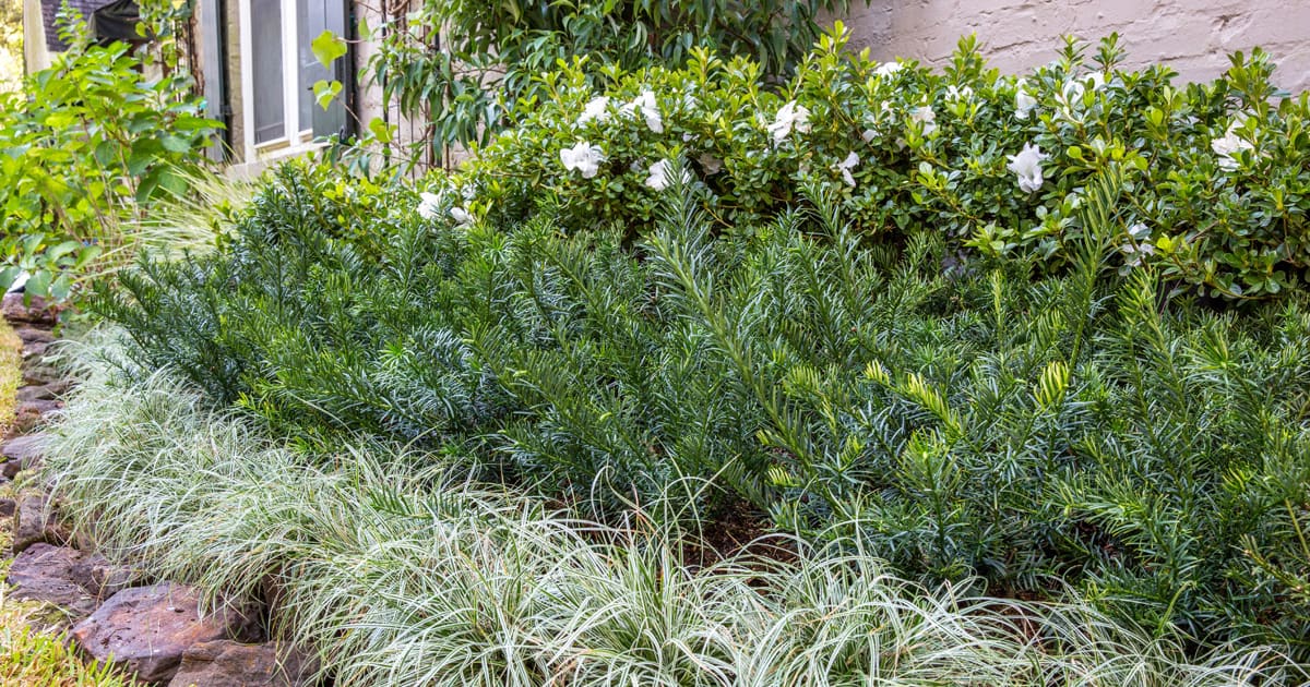 A border of Southern Living plants, including Yewtopia, Jubilation and Everest line a stepping stone side entrance