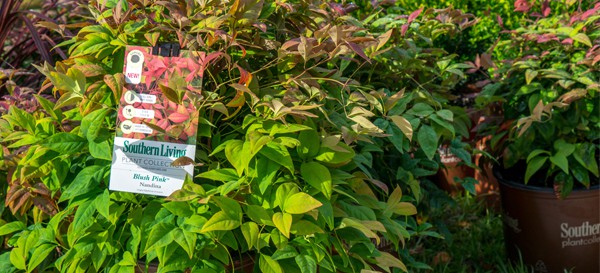 Blush Pink Nandinas in brown Southern Living pots on a retail shelf