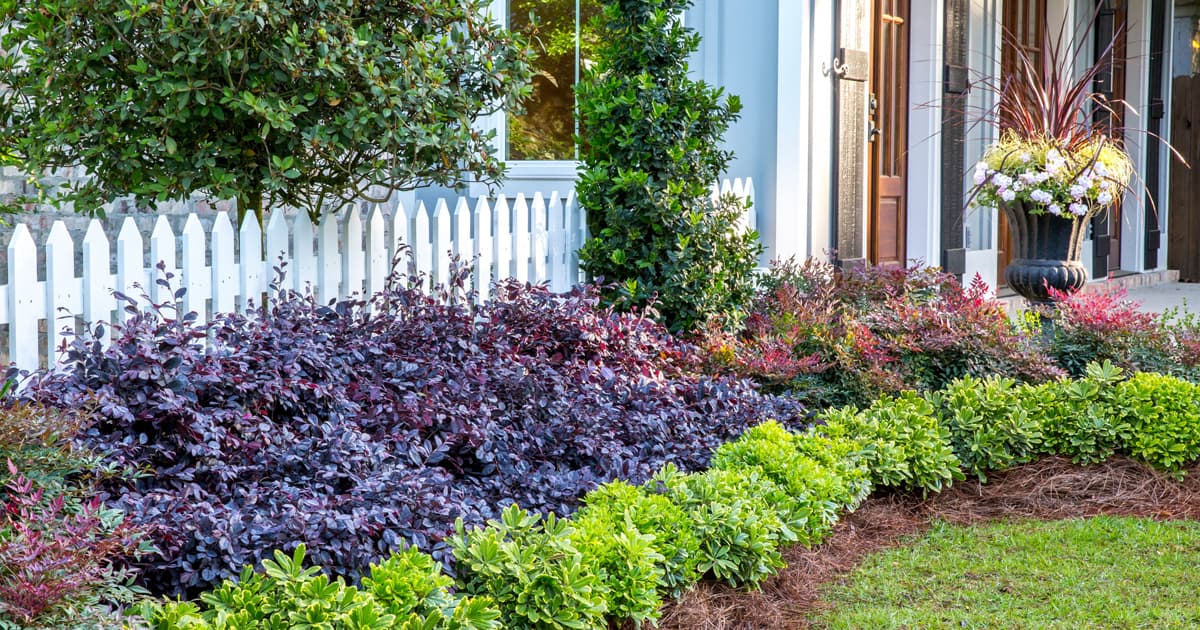 Garden border planted with Mojo Pittosporum & Purple Diamond Loropetalum against a white picket fence