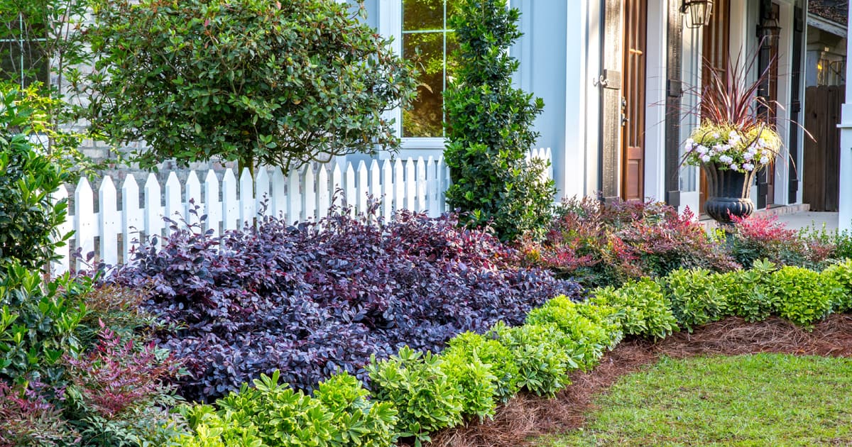 Garden border planted with Mojo Pittosporum & Purple Diamond Loropetalum against a white picket fence