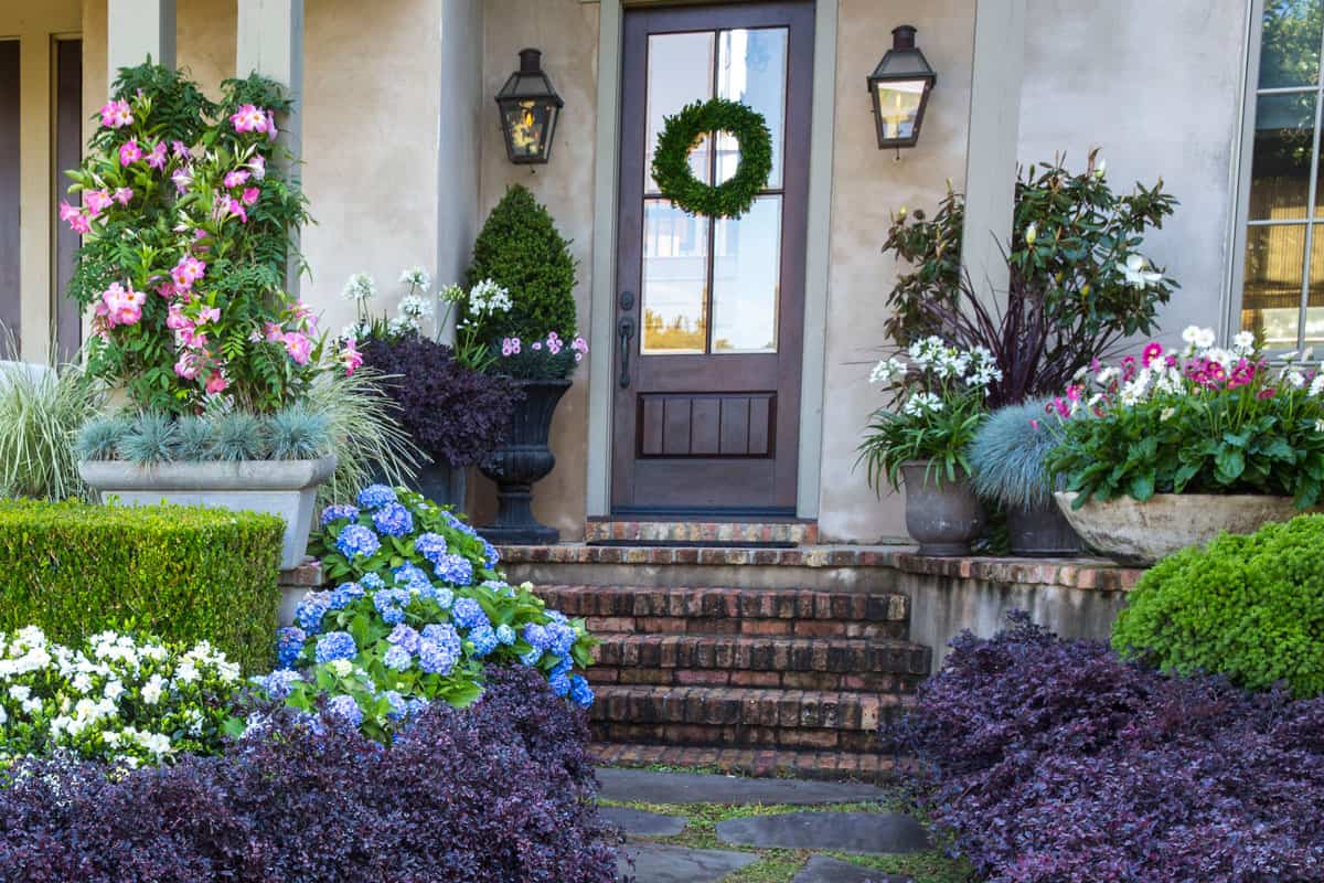 This petite beauty displays dark purple mounding foliage year-round and bursts with lovely dark pink string clusters each spring