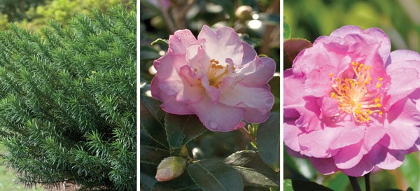 1 Blooms to the Rescue
