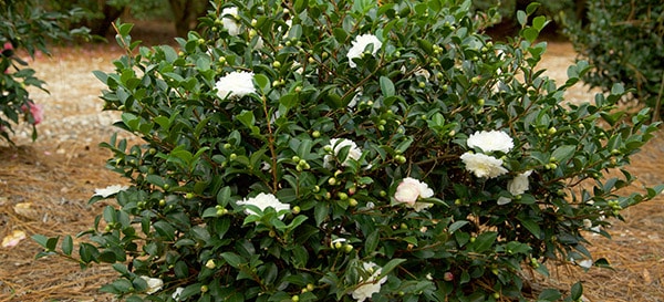 1 Southern Stunners Buy in Bloom