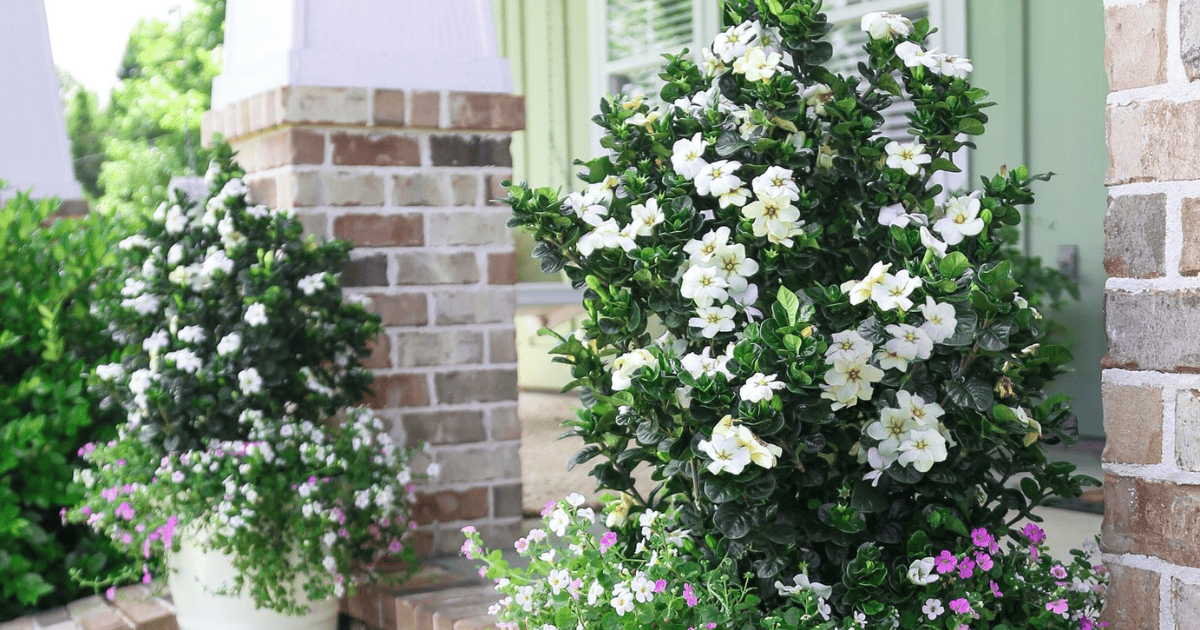 Two potted Garden Spire Gardenia on the front steps of a house.