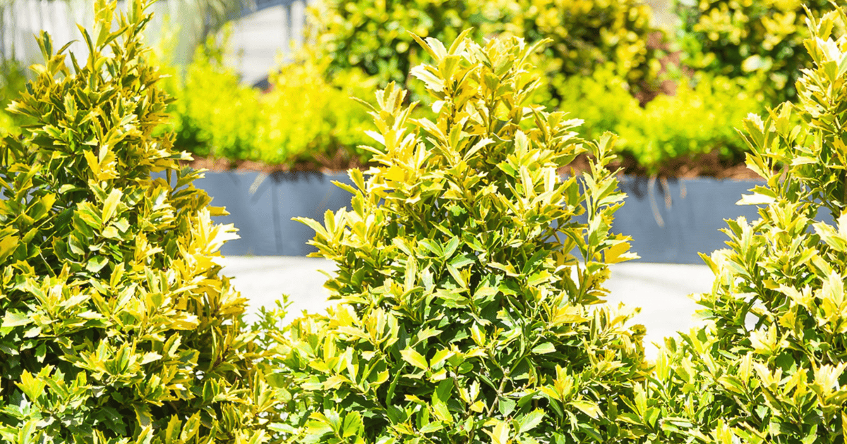 A group of yellow shrubs in a garden.