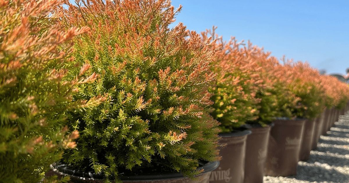 Line up of plants in Southern Living pots
