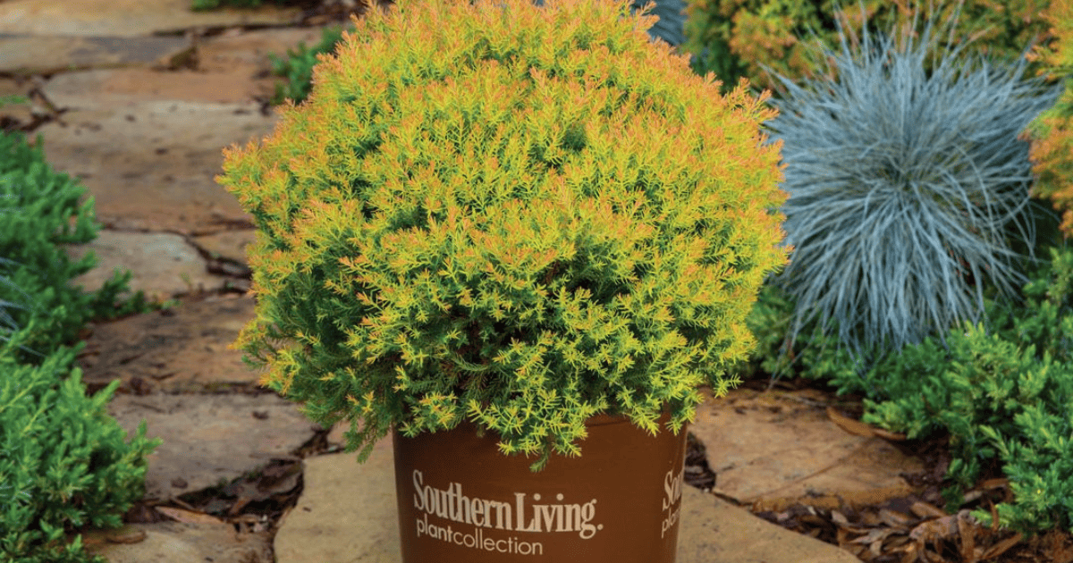 Fire Chief™ Arborvitae in a Southern Living pot
