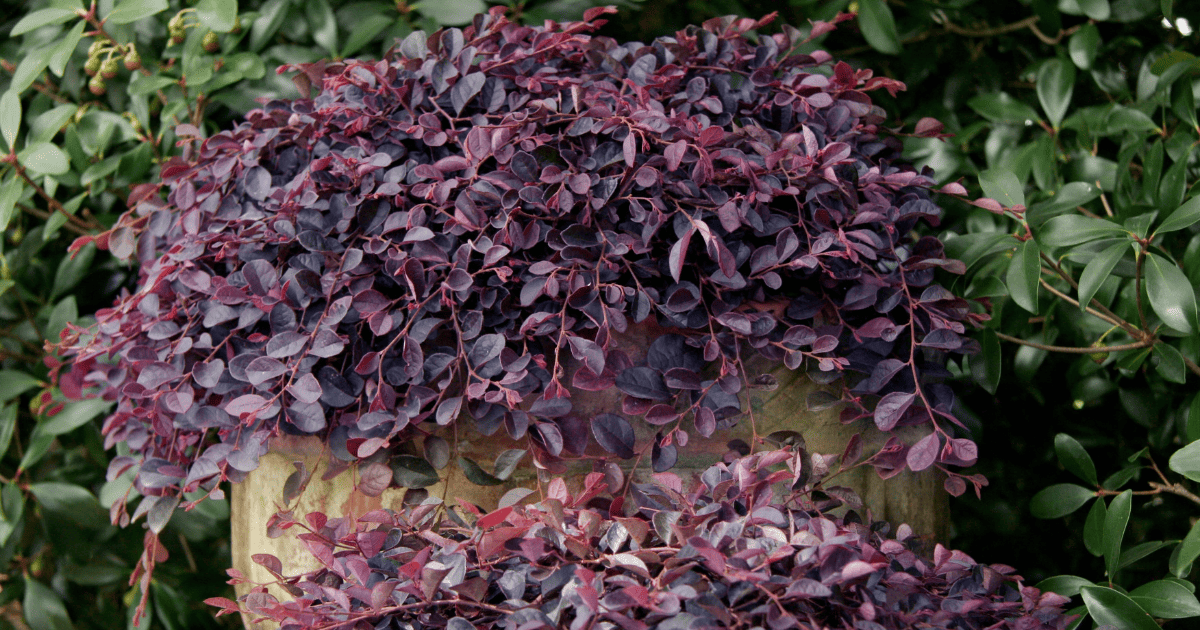 Purple Pixie® Dwarf Weeping Loropetalum in a pot