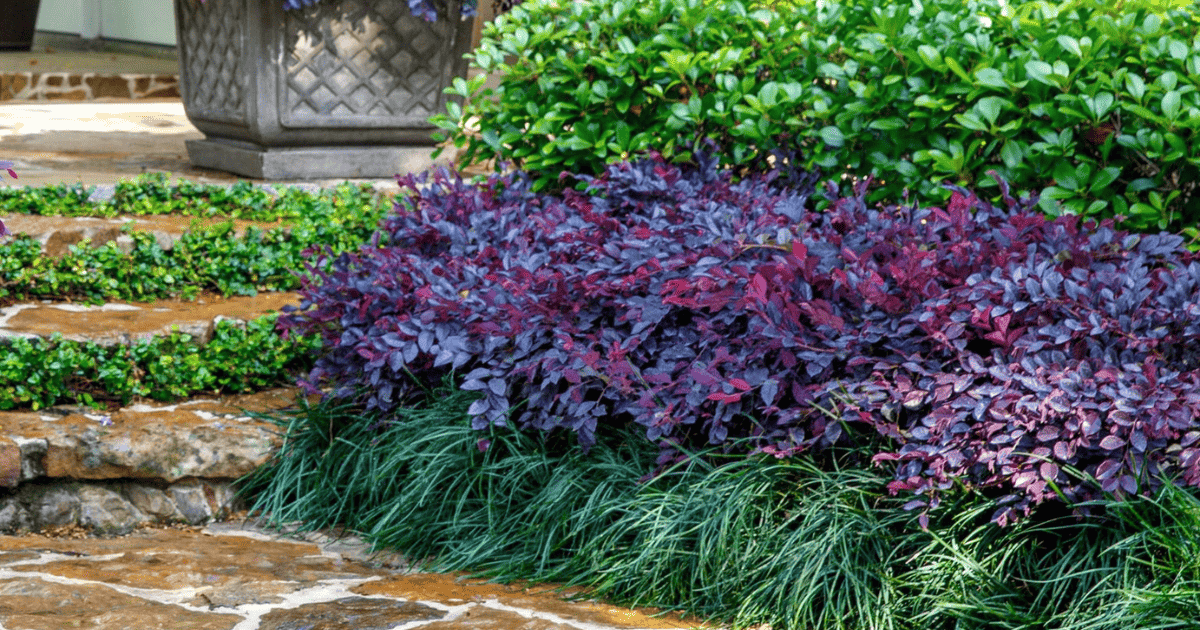 Loropetalum Bush with deep purple foliage and vibrant pink blooms