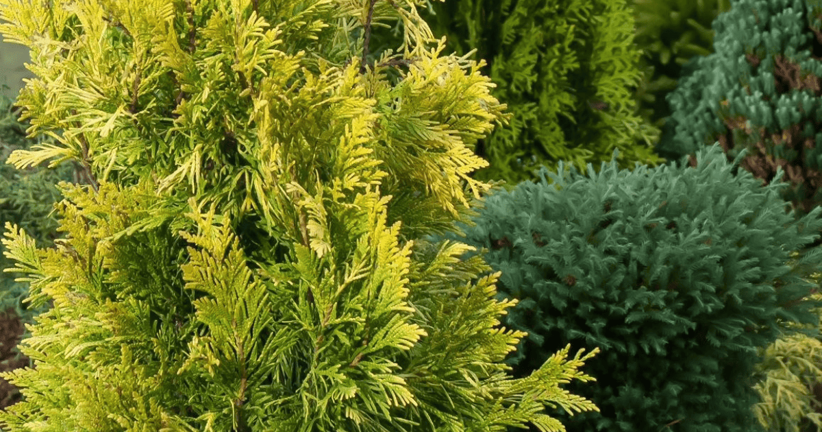 A close-up of various green and yellow coniferous shrubs and trees in a garden environment.