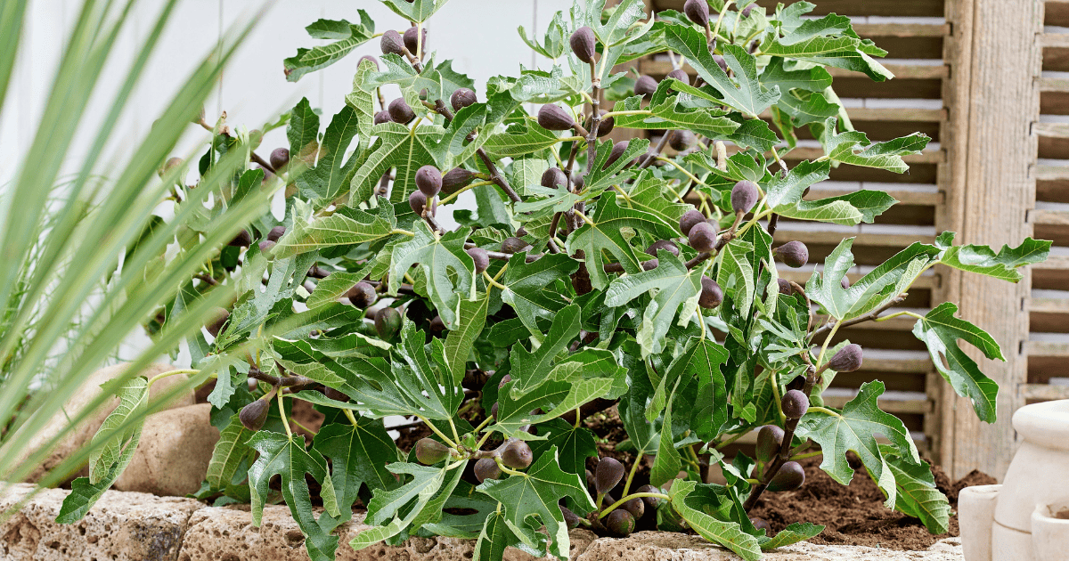 A potted fig plant with broad green leaves and numerous ripening figs in an outdoor garden setting.