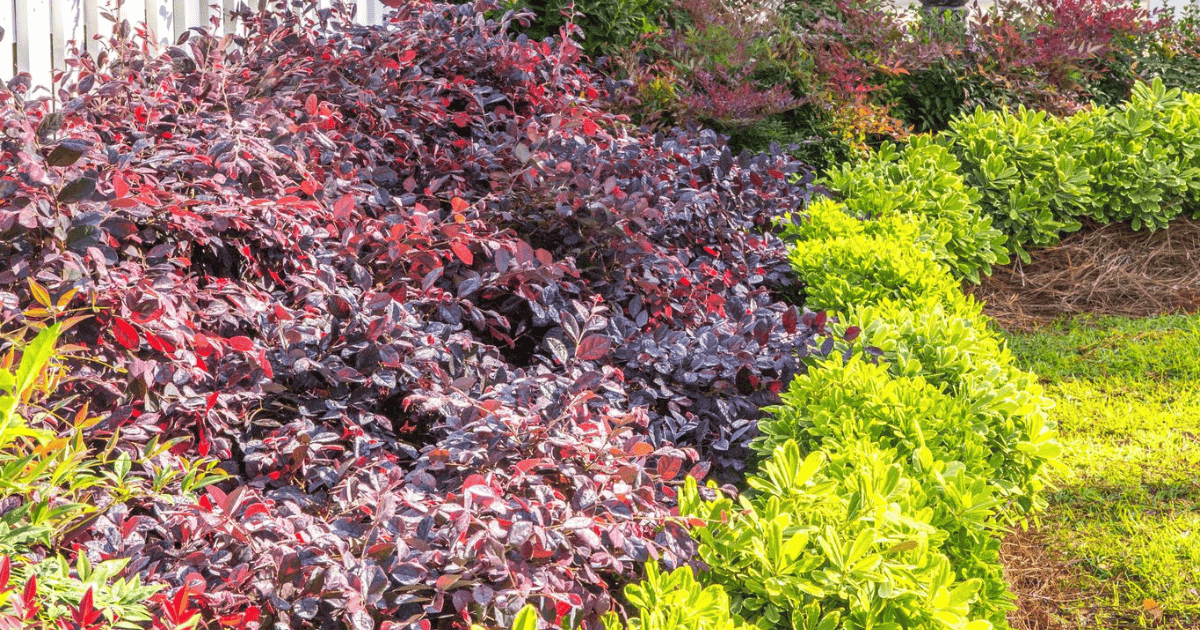 A garden scene featuring dense, colorful foliage. The foreground displays dark red and bright green leafy plants, with additional greenery and mulch visible in the background.