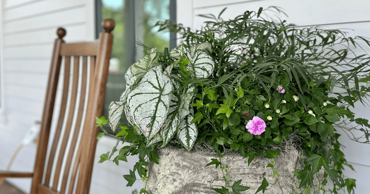 A wooden rocking chair is placed on a porch next to a large potted plant with various greenery and a single blooming pink flower.