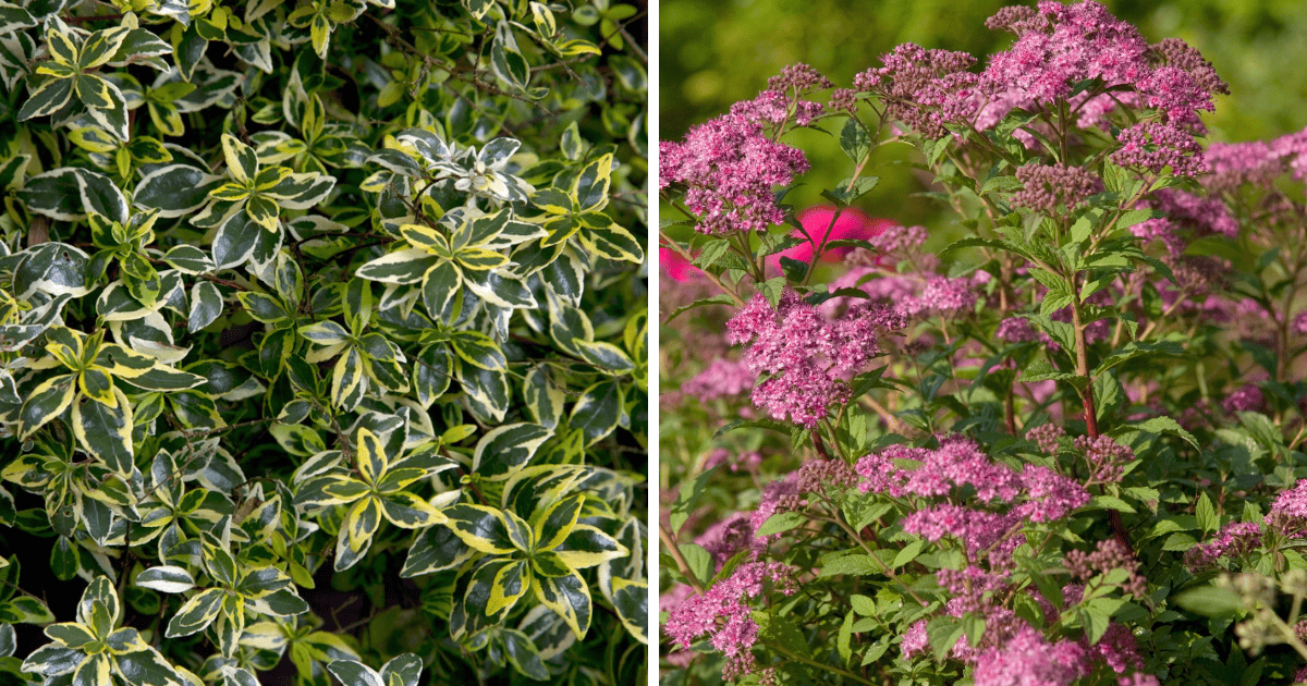 White Wedding® and Moon Dance® Hydrangeas
