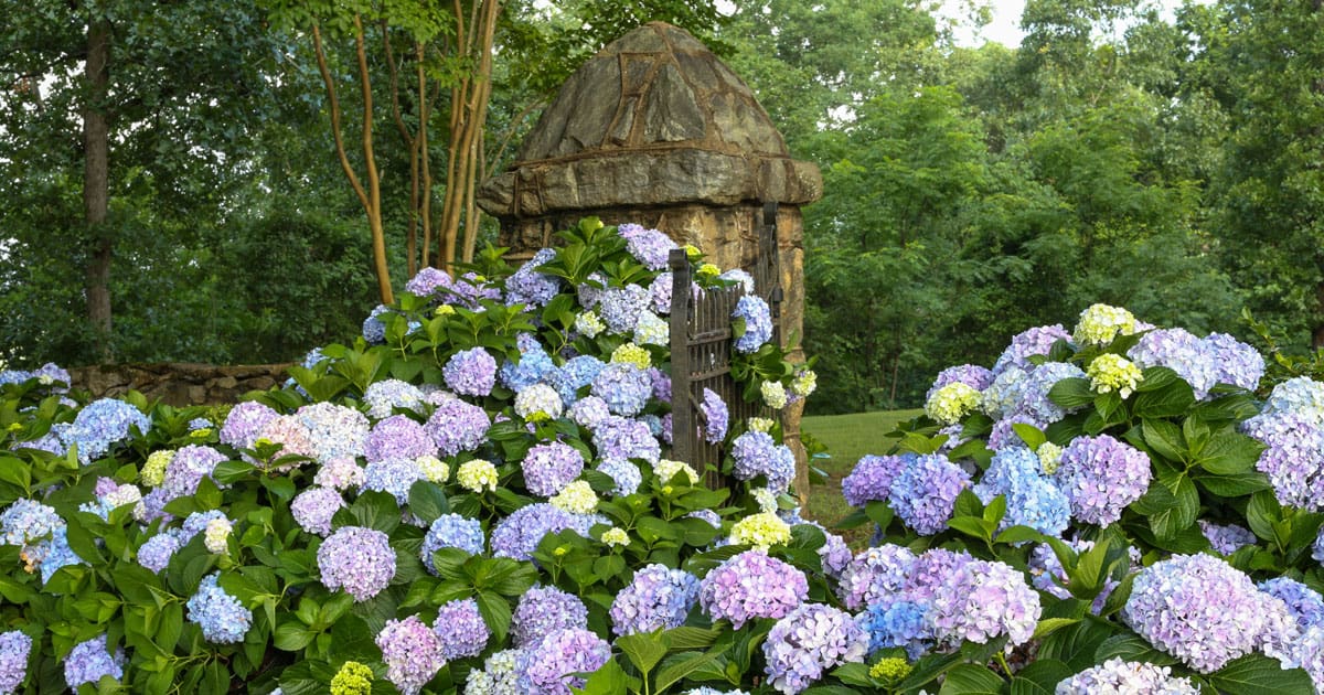 Hedge of Southern Living Hydrangeas in full bloom along a fence with an old stone shed in background