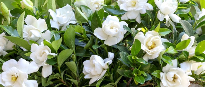 Jubilation Gardenia with dark evergreen foliage