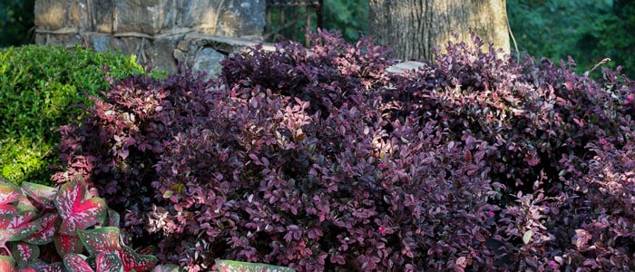 SL privacy hedge planting