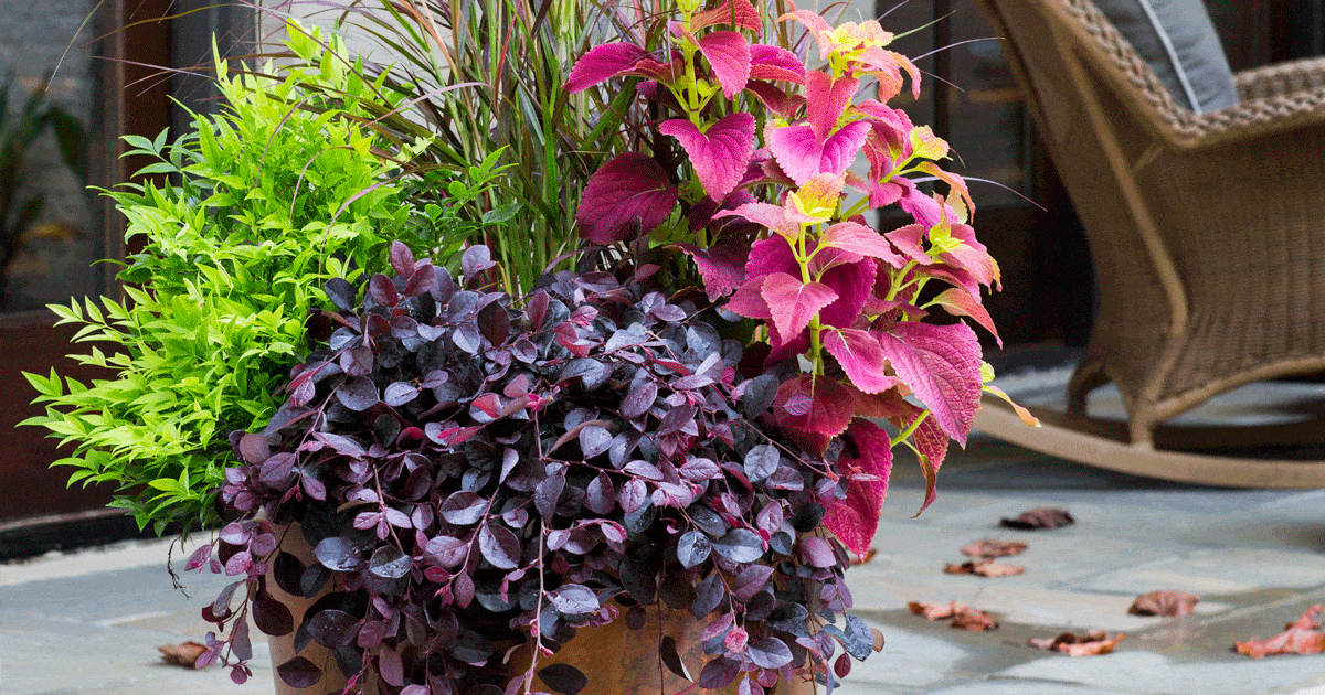Copper container of mixed Southern Living plants including Purple Pixie Loropetalum, pink annuals and Lemon-Lime Nandina