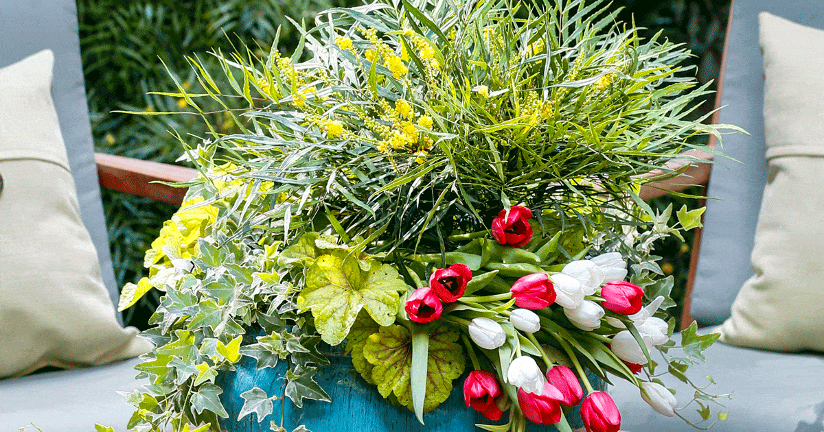 Mahonia and tulips in spring garden container