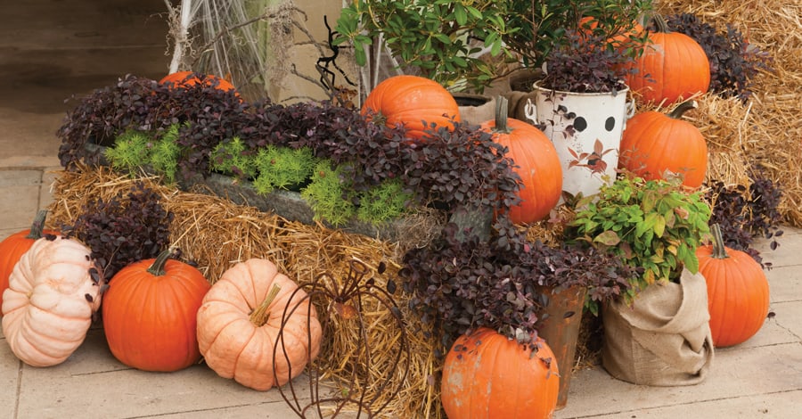 How to Host a Halloween Garden Bash Detach