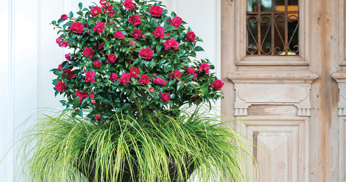 camellias in container